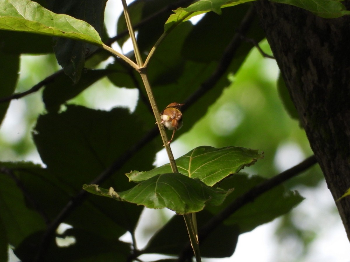 Common Tailorbird - ML638978038