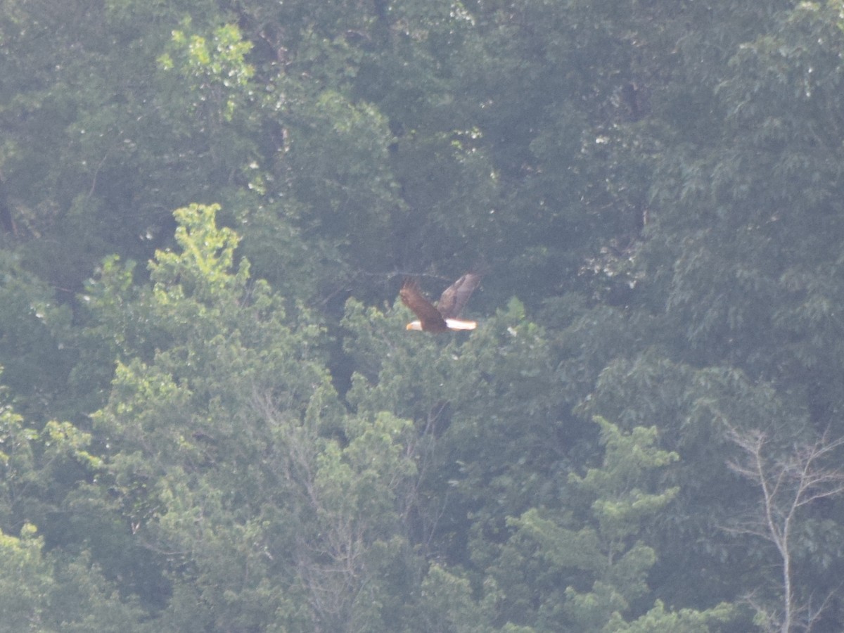 Bald Eagle - ML638978042