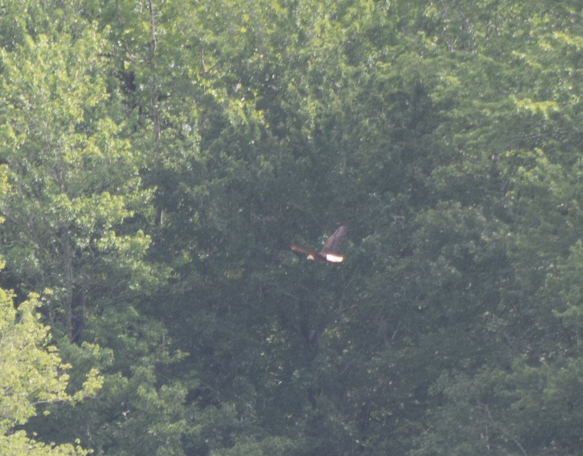 Bald Eagle - ML638978048
