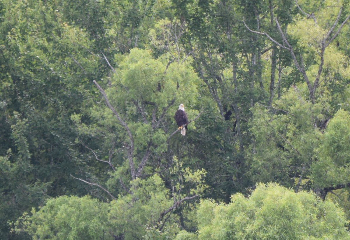 Bald Eagle - ML638978052