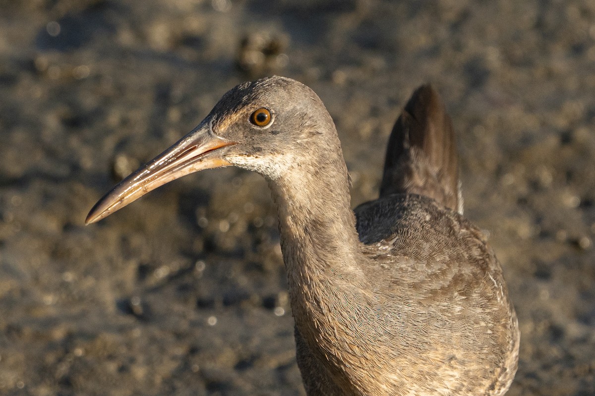 Clapper Rail - ML638978055