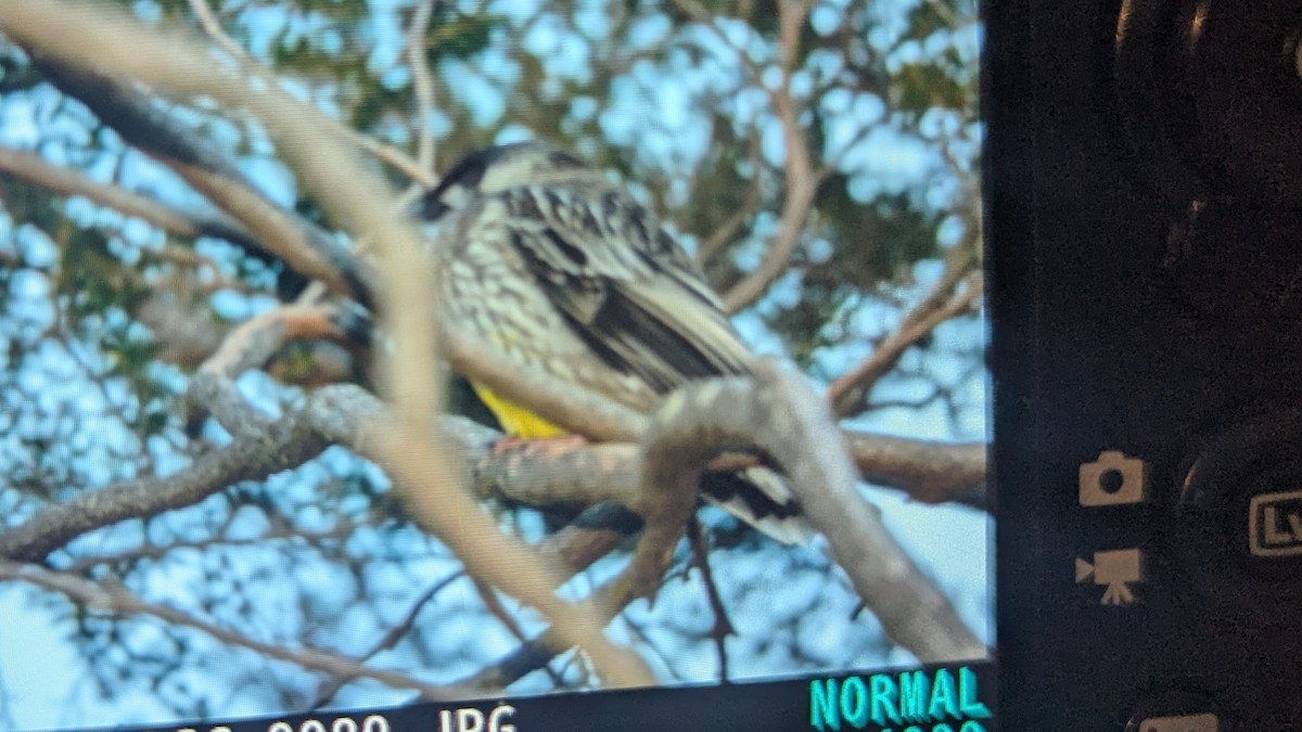 Red Wattlebird - ML638978058