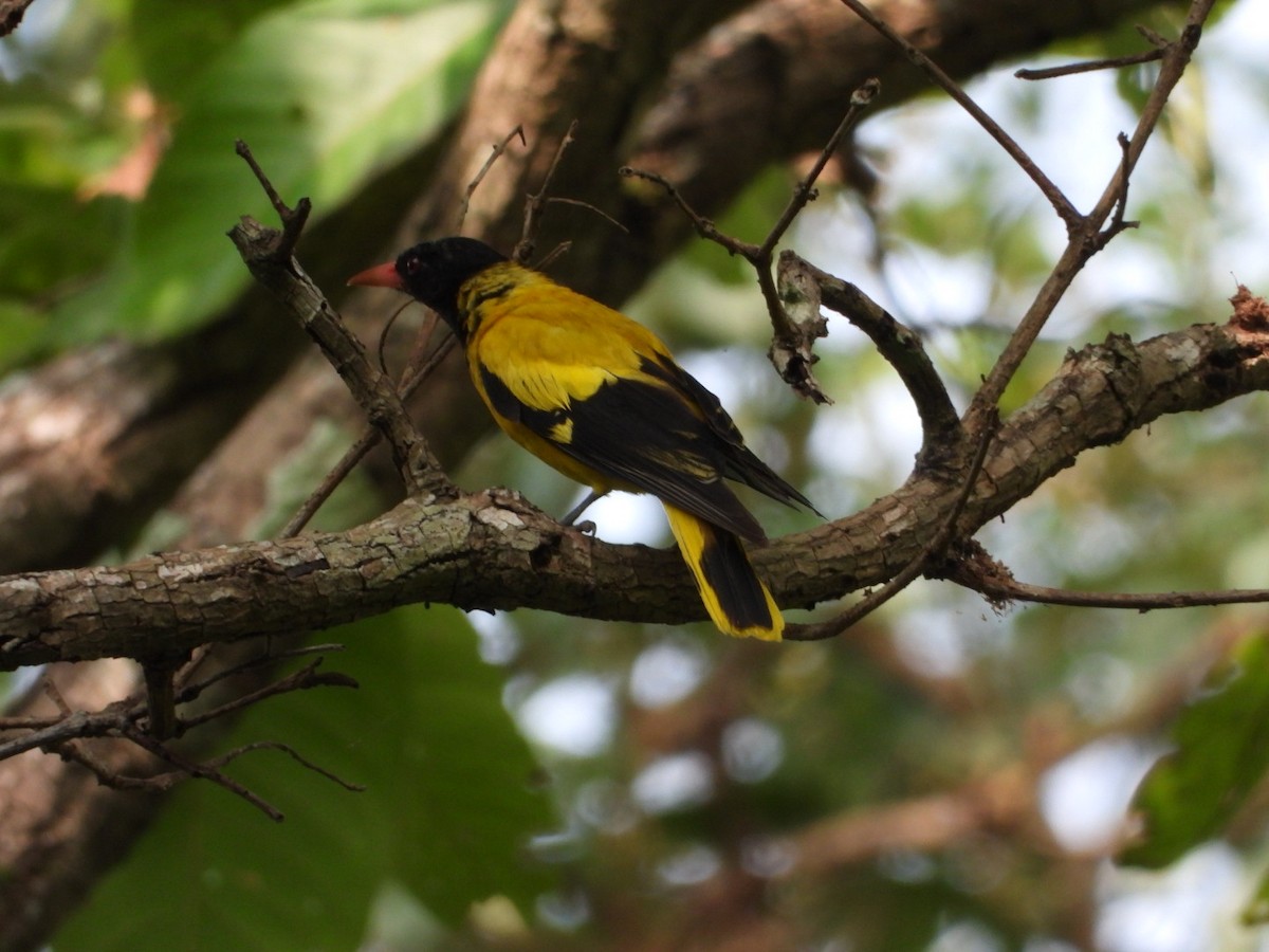 Black-hooded Oriole - ML638978059