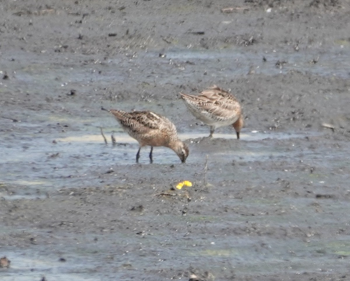 Short-billed Dowitcher - ML638978061