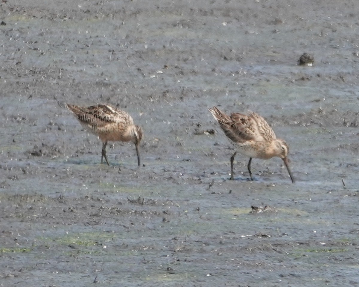Short-billed Dowitcher - ML638978062