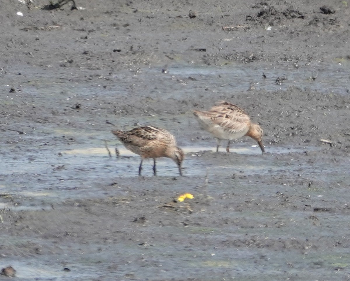 Short-billed Dowitcher - ML638978063