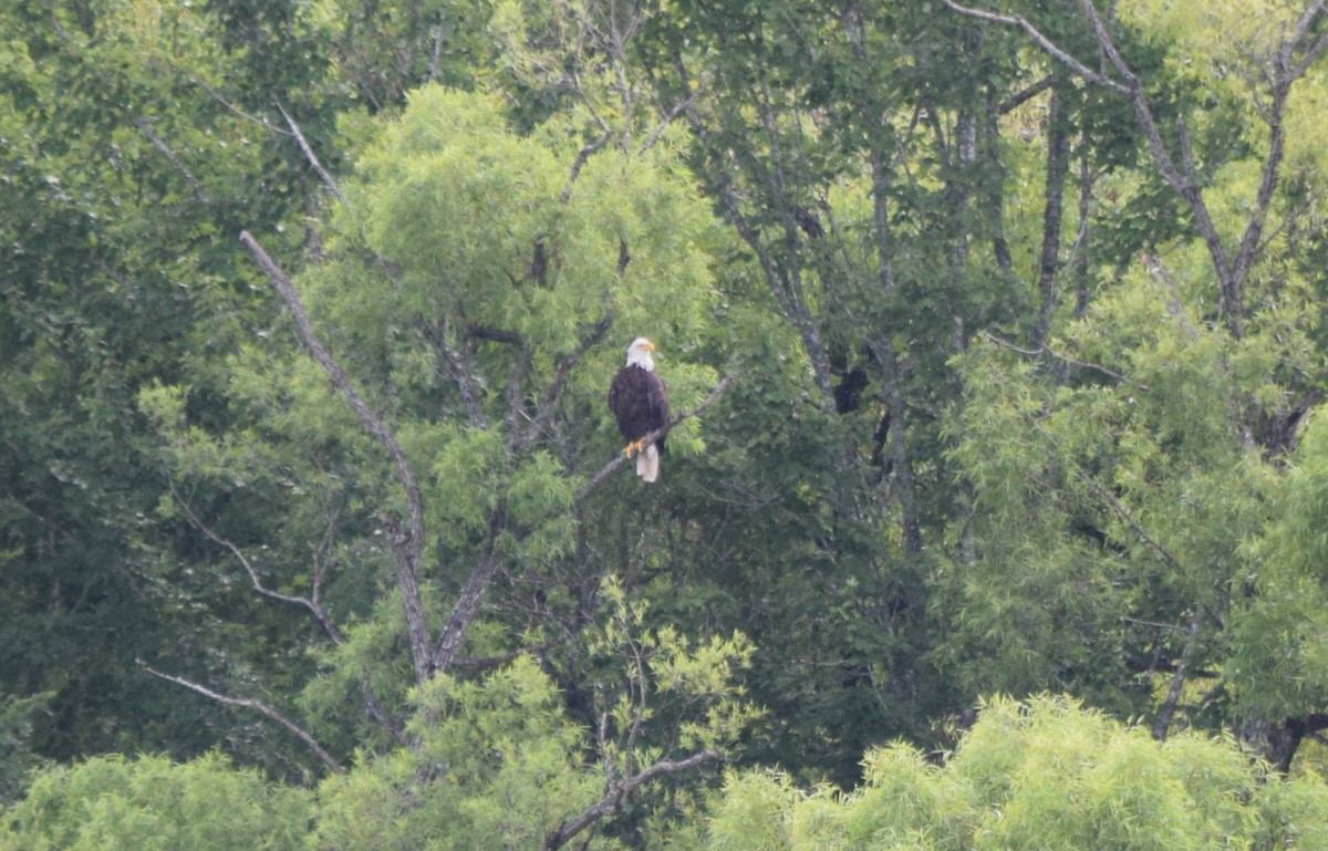 Bald Eagle - ML638978065