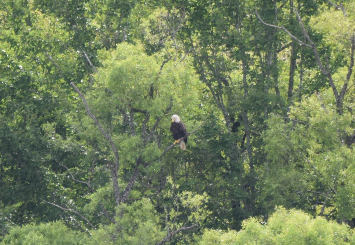 Bald Eagle - ML638978066
