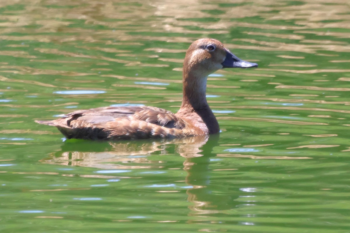 Common Pochard - ML638978067