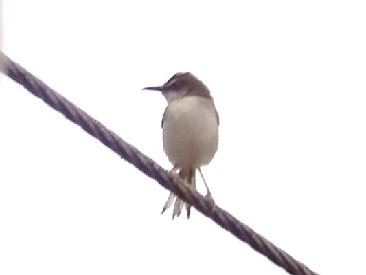 Rufescent Prinia - ML638978069