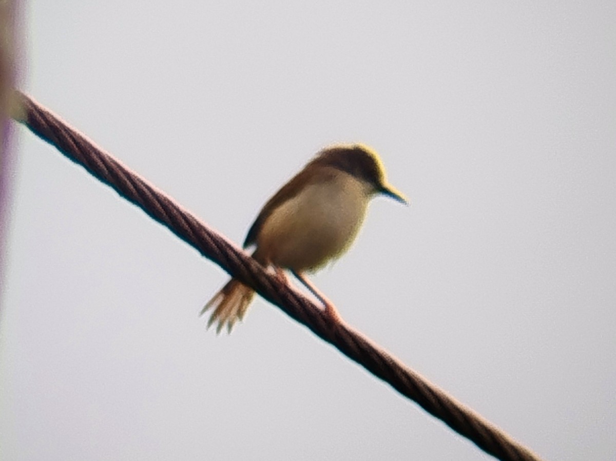 Rufescent Prinia - ML638978070