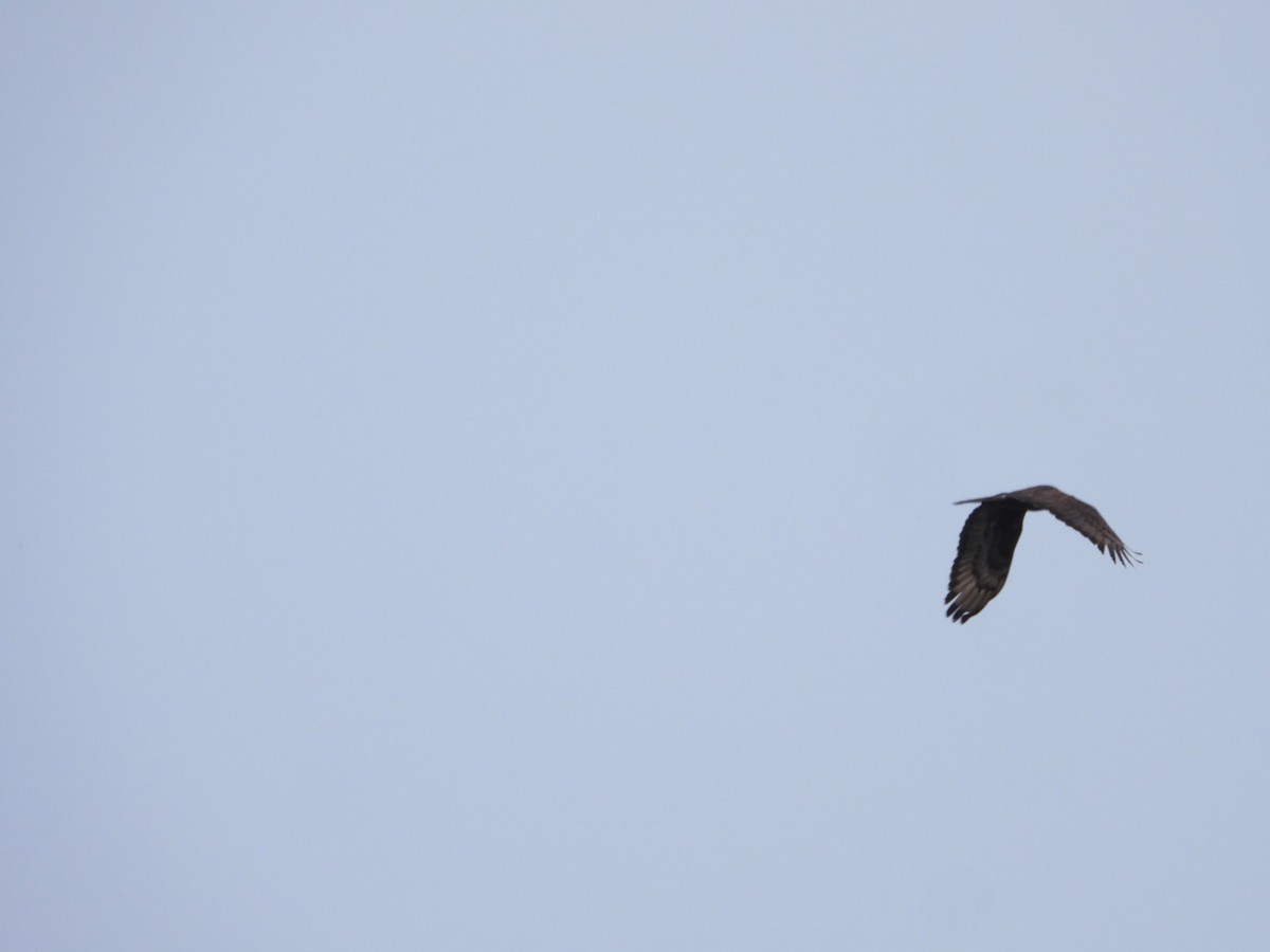 Crested Serpent-Eagle - ML638978071