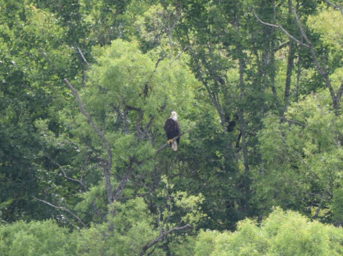 Bald Eagle - ML638978072