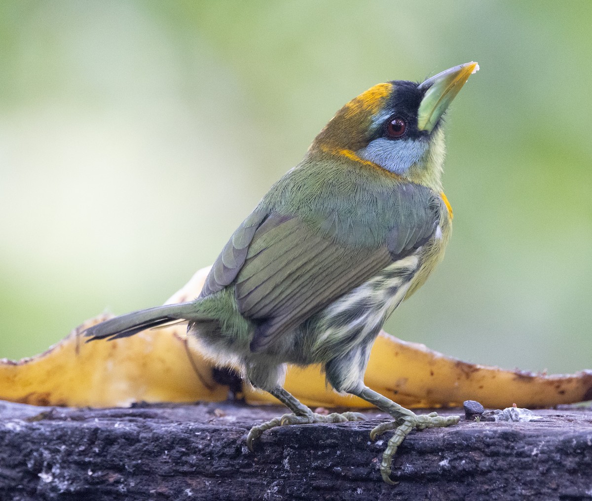 Andenbartvogel - ML638978107