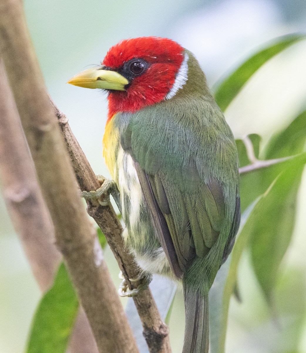 Andenbartvogel - ML638978108