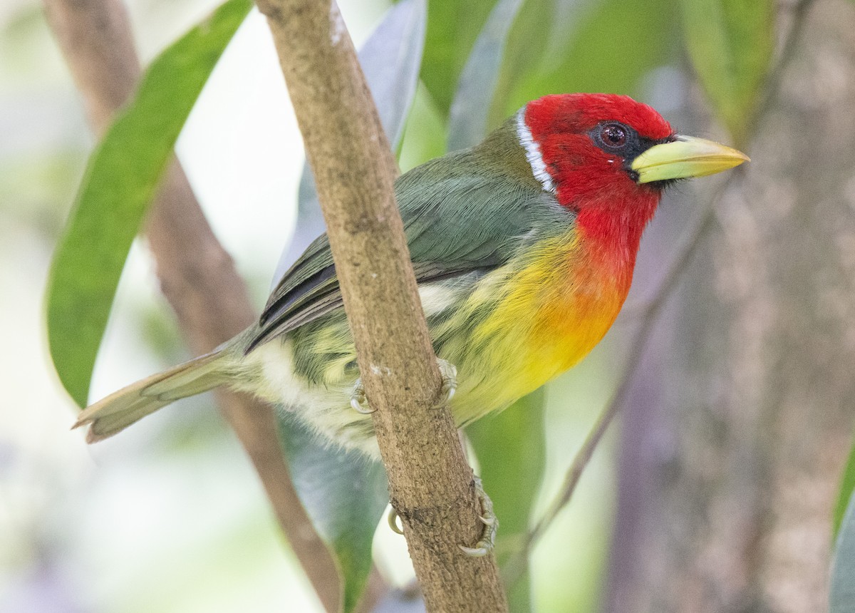 Andenbartvogel - ML638978109
