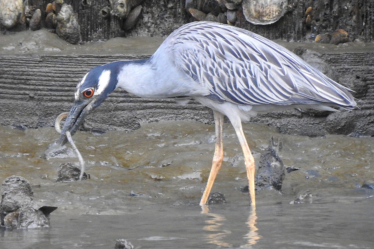 Yellow-crowned Night Heron - ML638978112