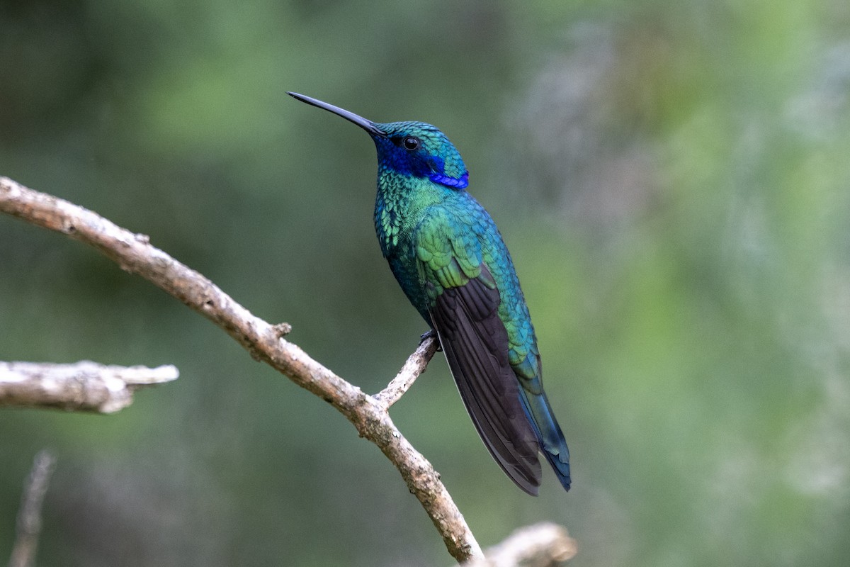 Sparkling Violetear - ML638978133