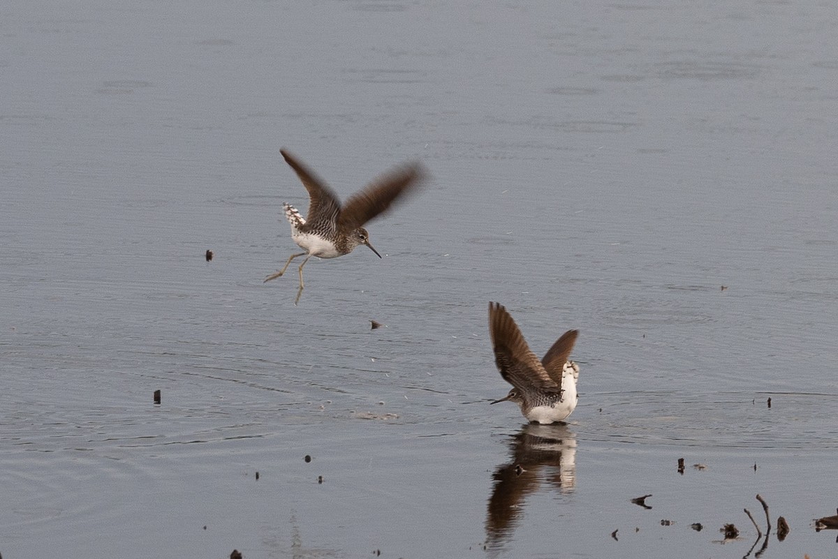 Solitary Sandpiper - ML638978160