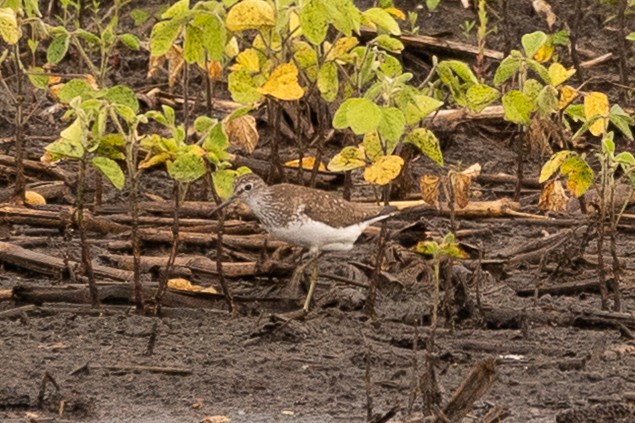 Solitary Sandpiper - ML638978165