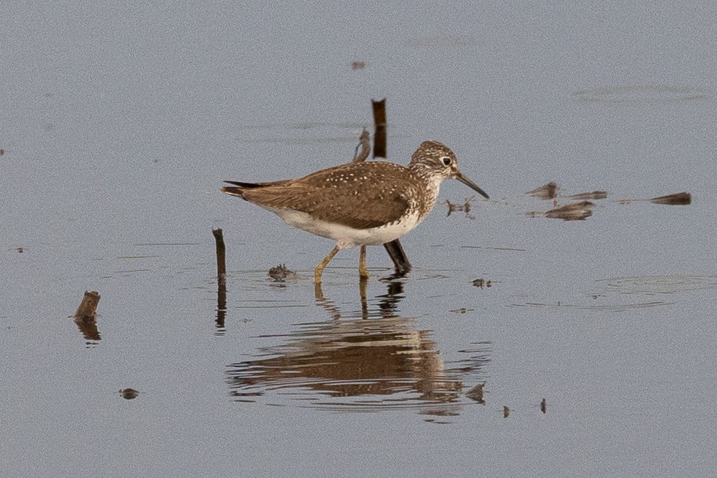 Solitary Sandpiper - ML638978166