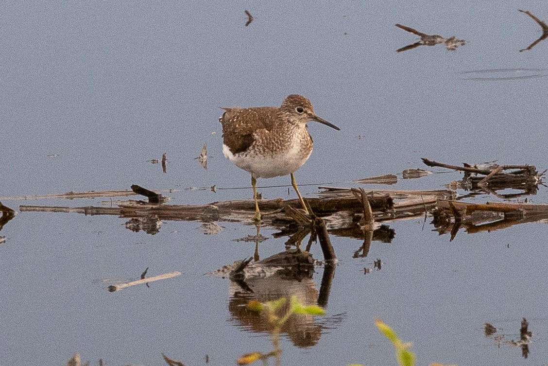 Solitary Sandpiper - ML638978167