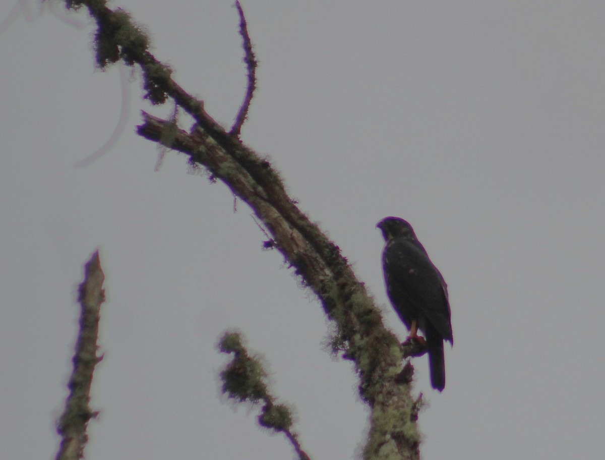 White-rumped Hawk - ML638978201