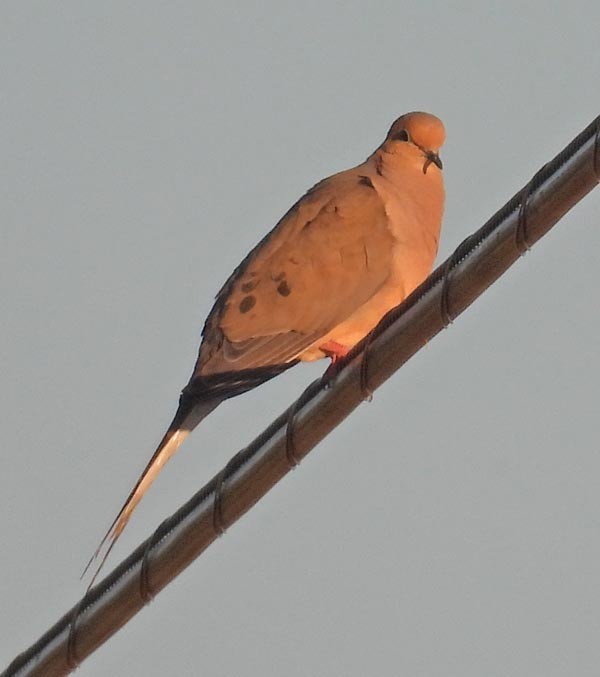 Mourning Dove - ML638978204