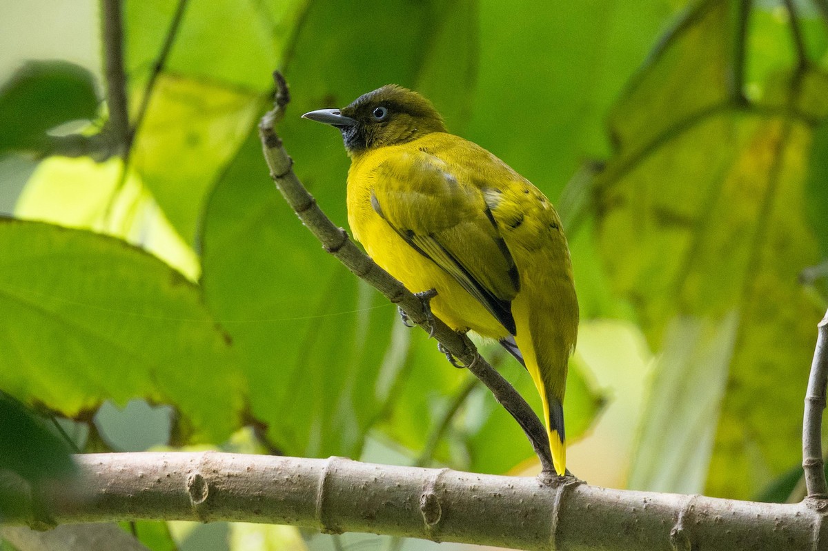 Andaman Bulbul - ML638978213