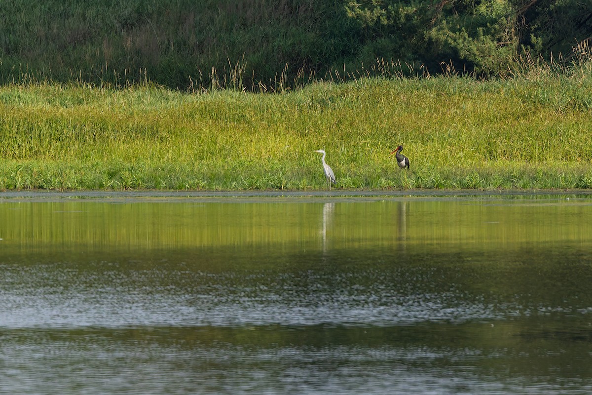 svartstork - ML638978221