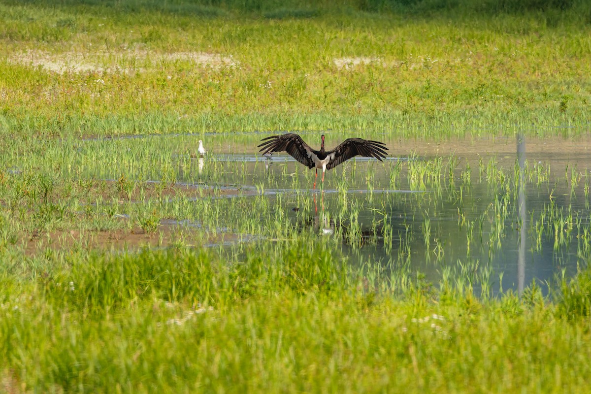 svartstork - ML638978224