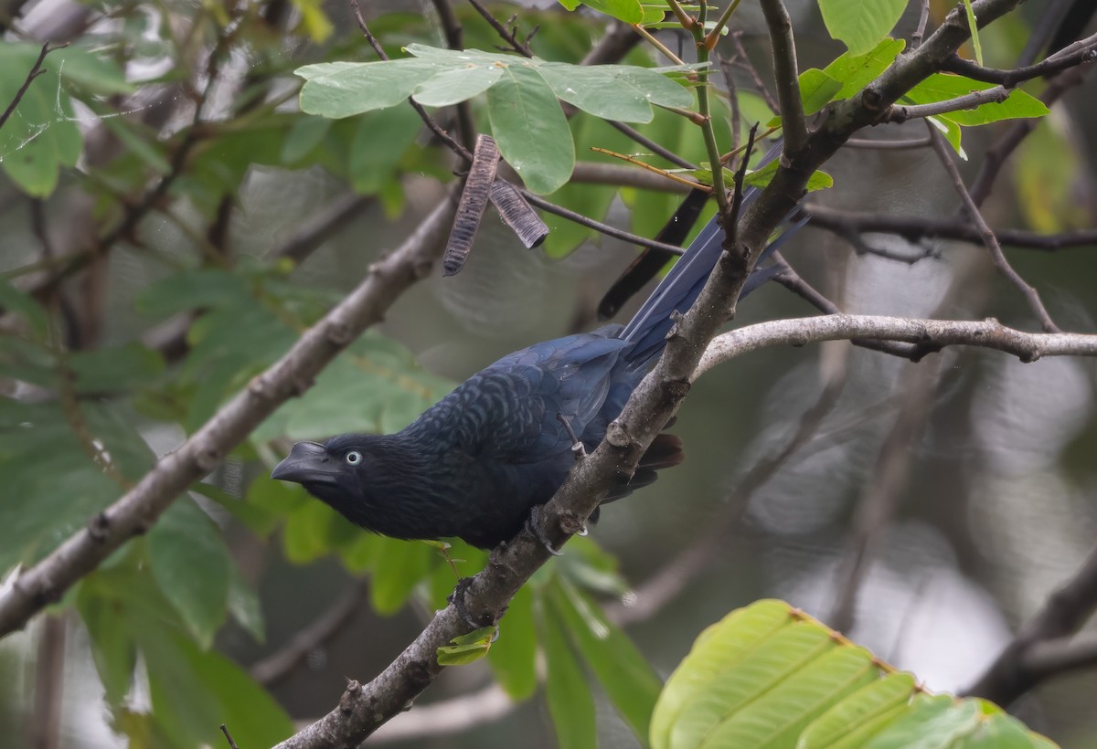 ani velká - ML638978307