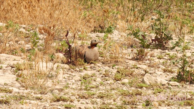 Black-bellied Sandgrouse - ML638978331