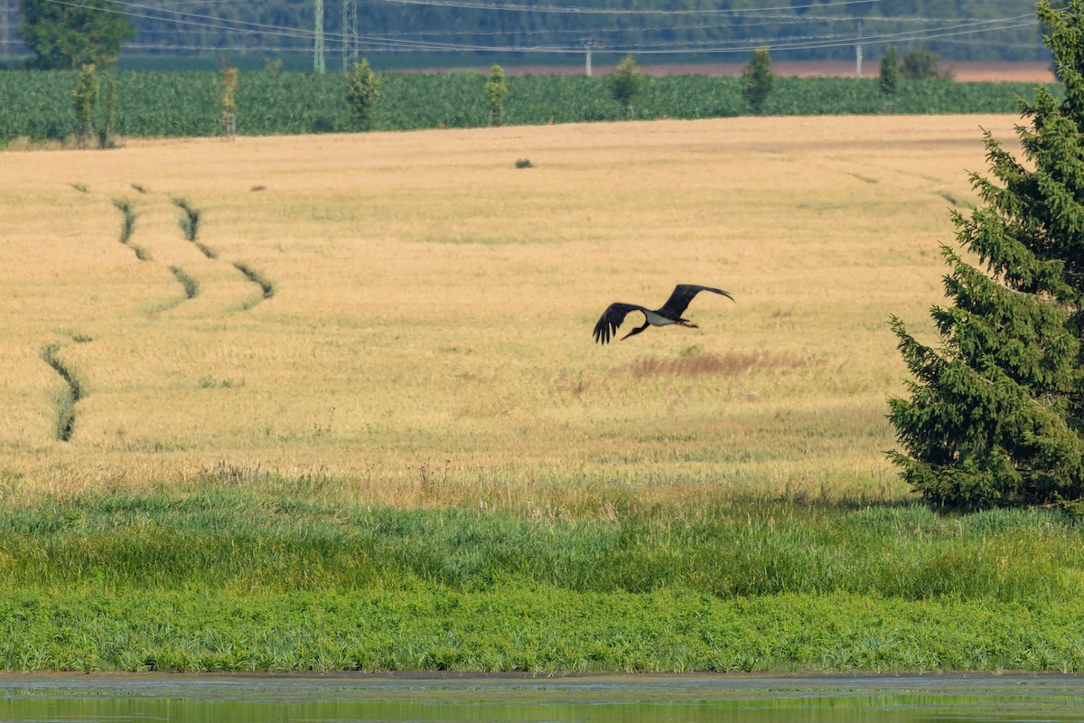 svartstork - ML638978340