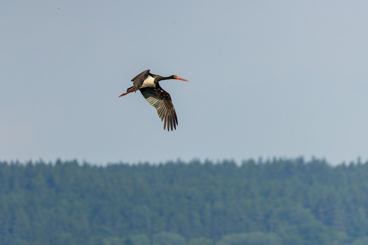 svartstork - ML638978371