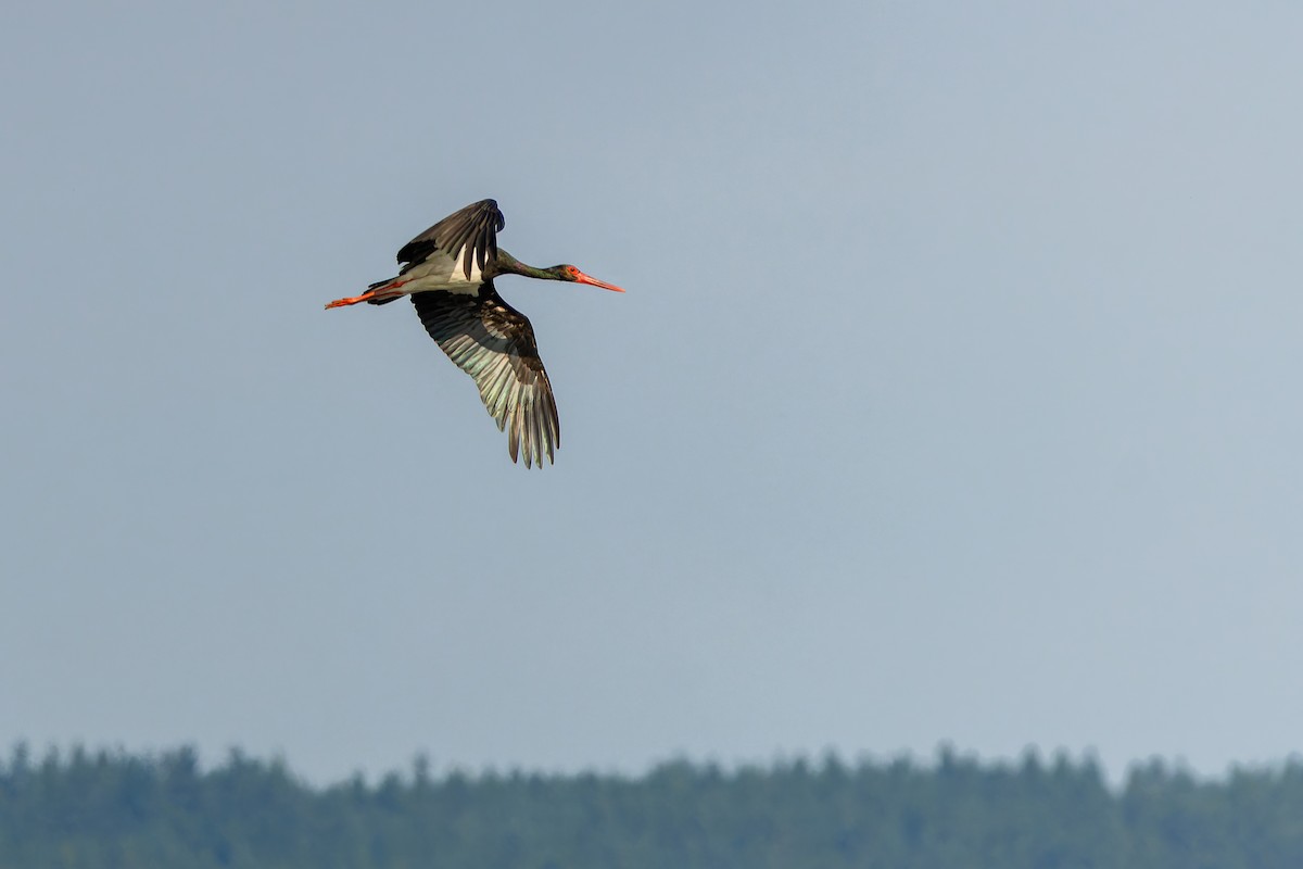 svartstork - ML638978383