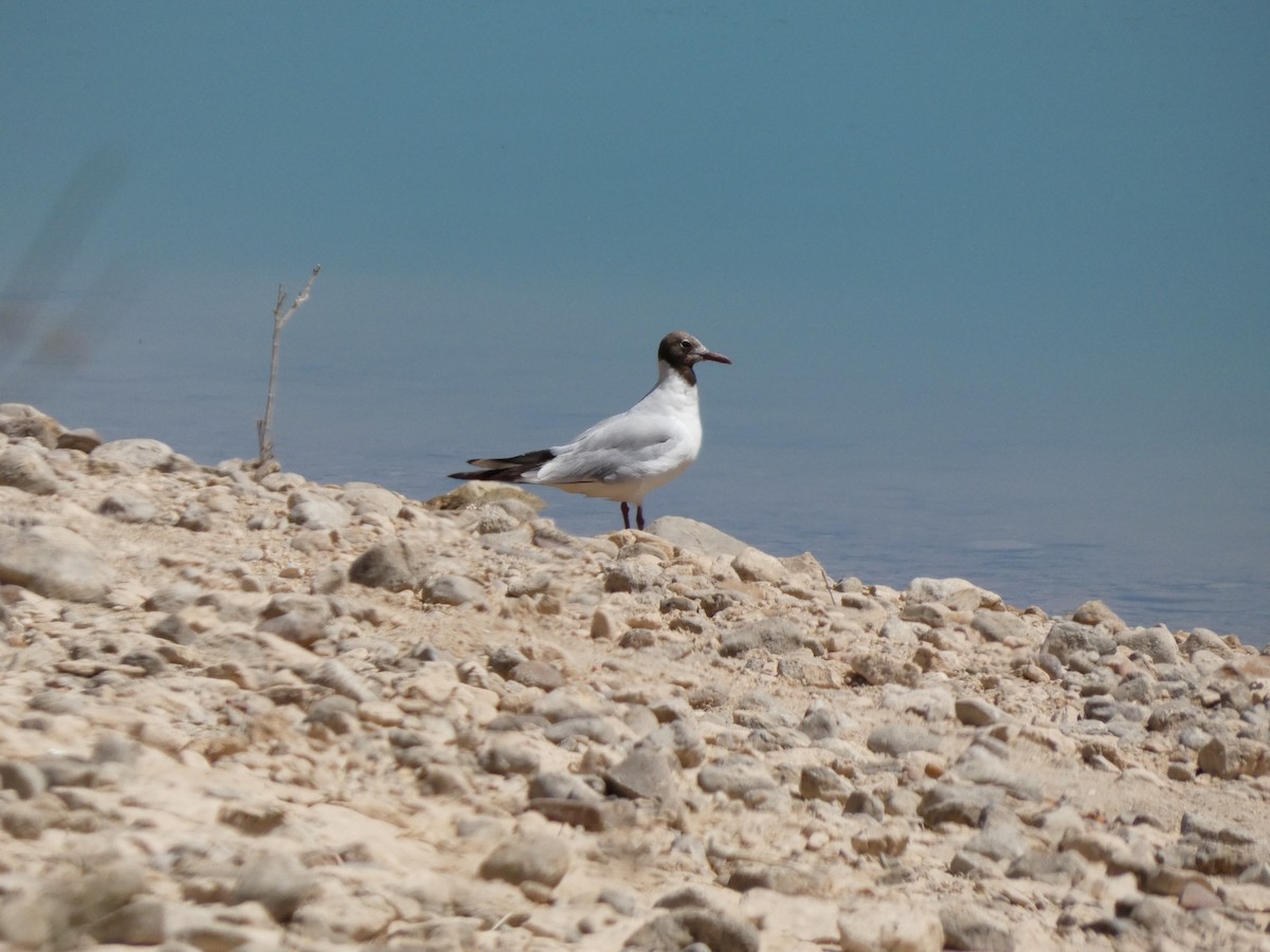 紅嘴鷗 - ML638978420