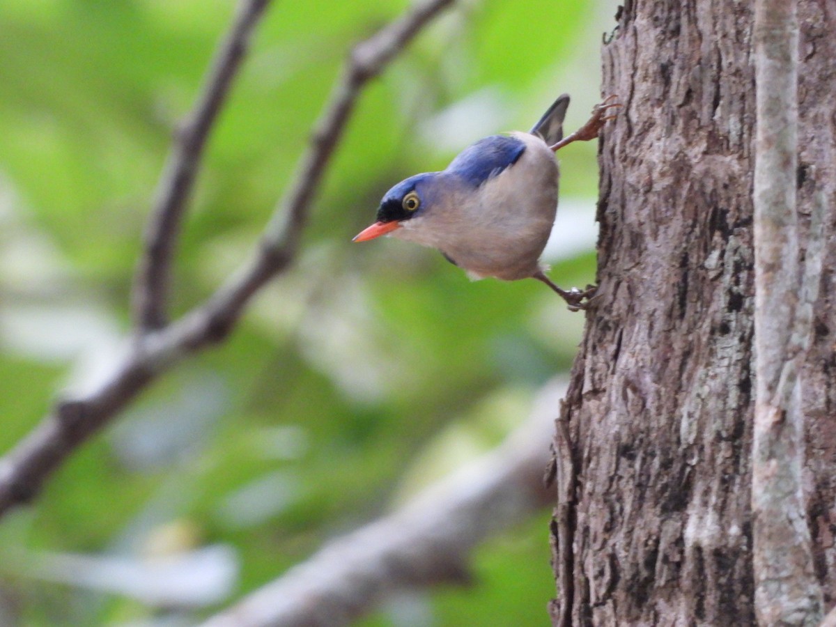 Velvet-fronted Nuthatch - ML638978421