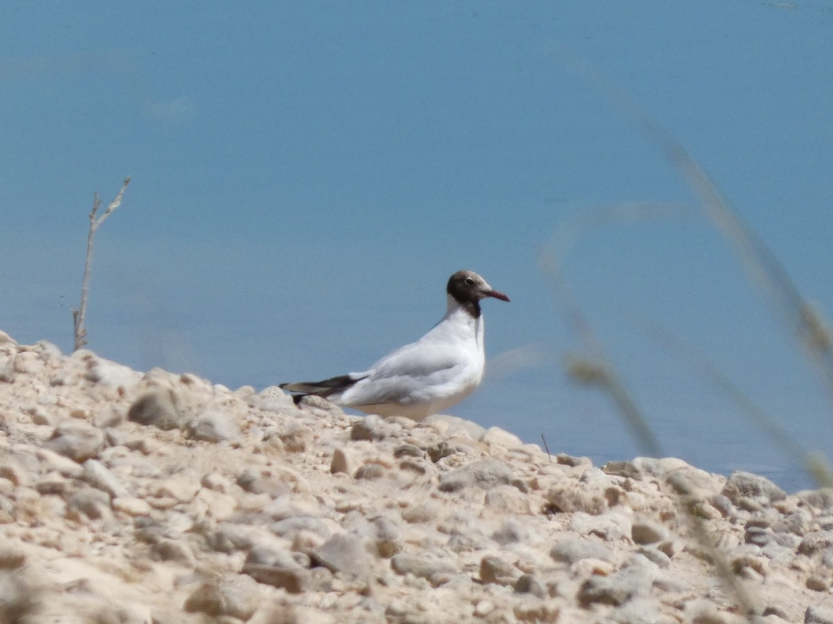 紅嘴鷗 - ML638978441