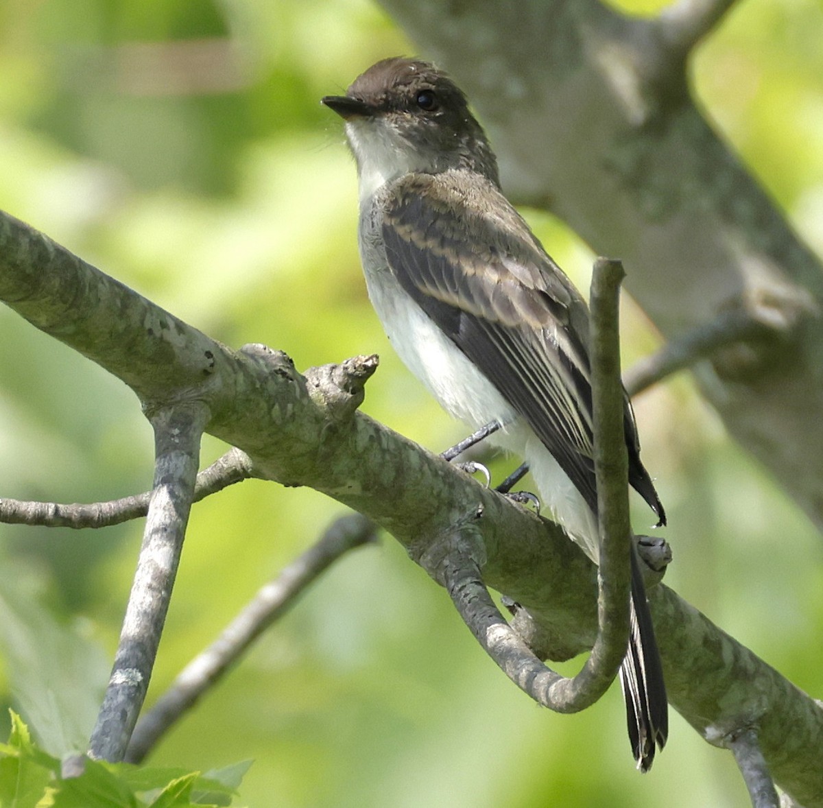 Eastern Phoebe - ML638978445