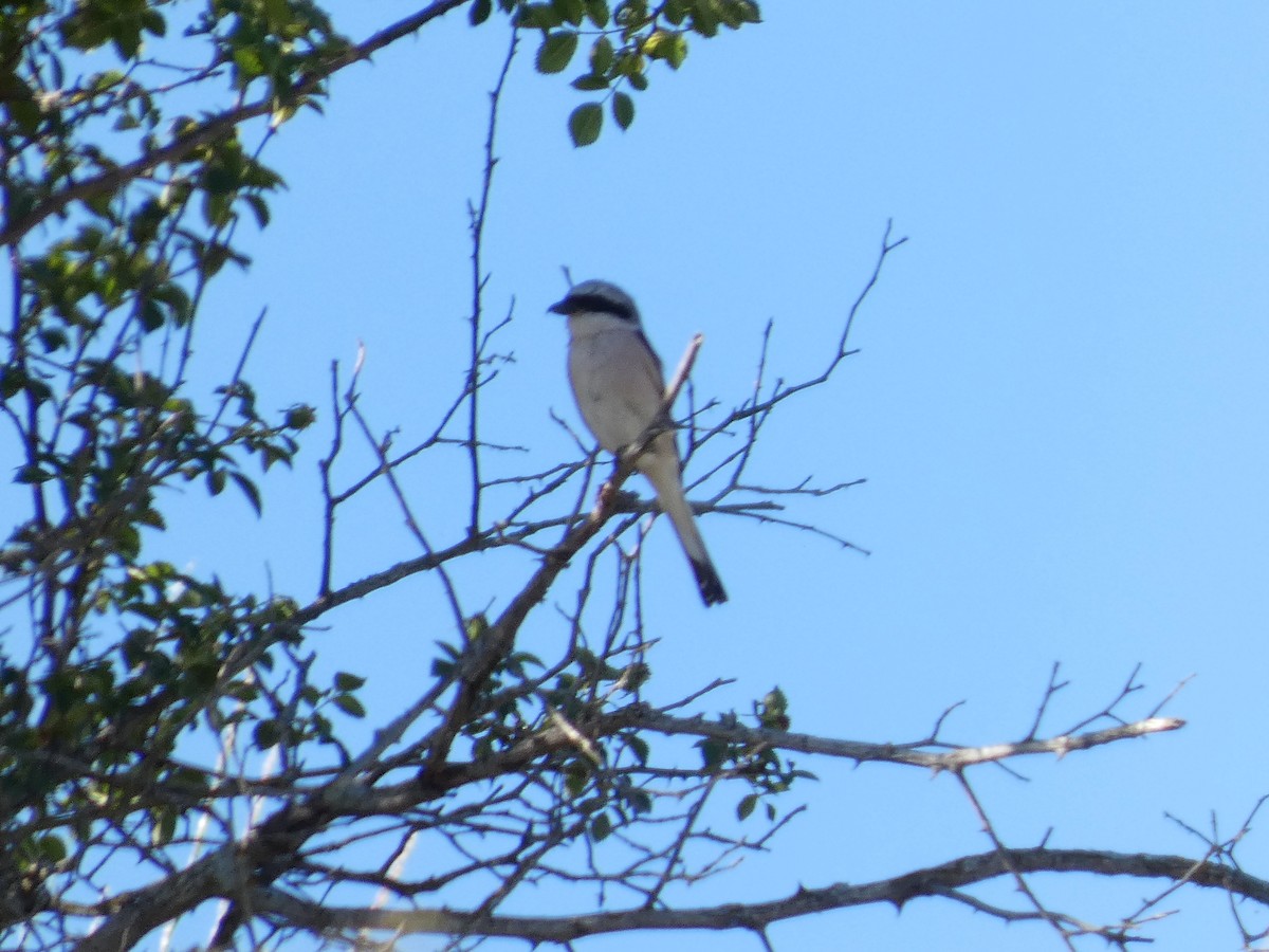 紅背伯勞 - ML638978469