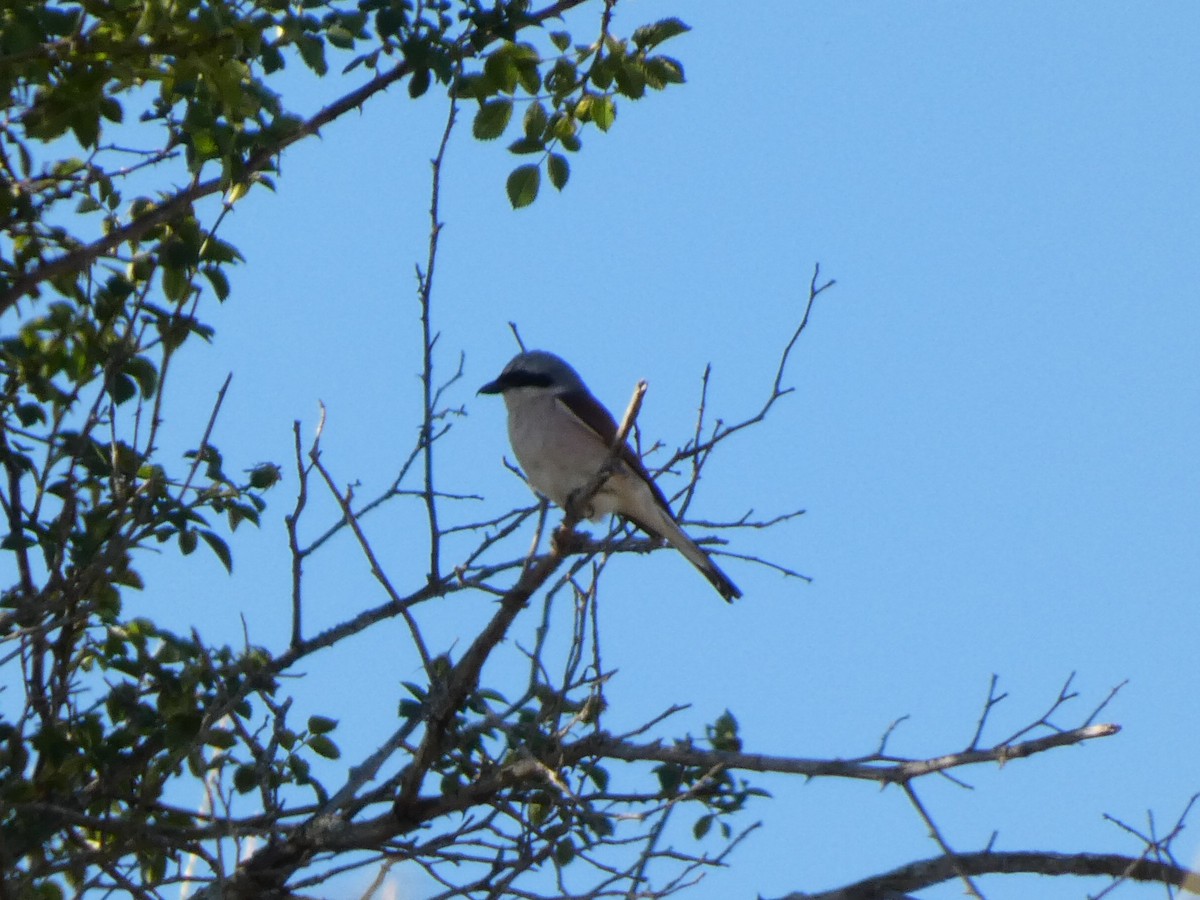 紅背伯勞 - ML638978479