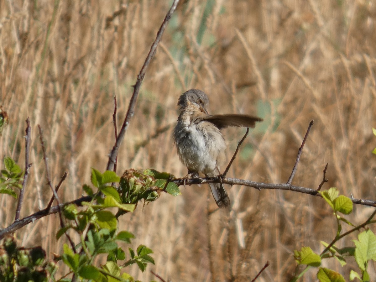 Western Subalpine Warbler - ML638978494