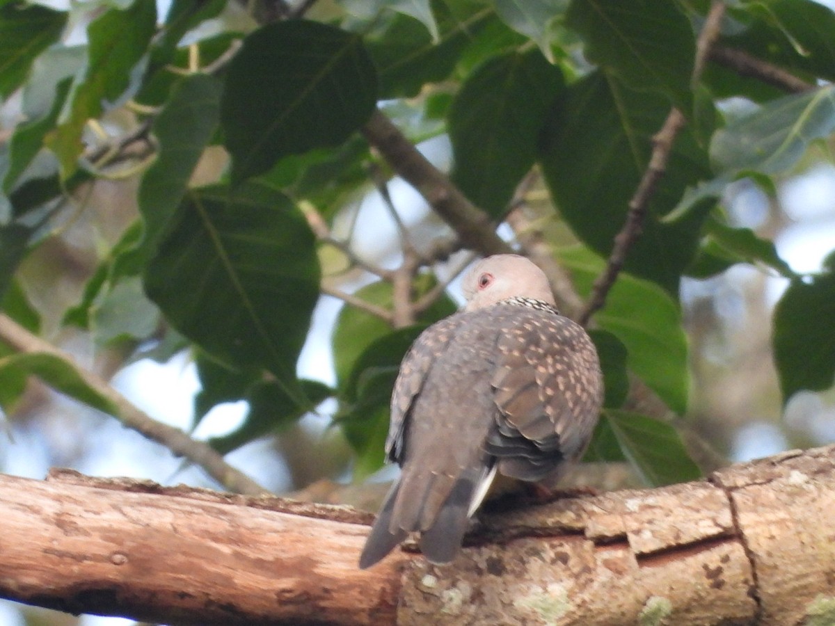 Spotted Dove - ML638978534