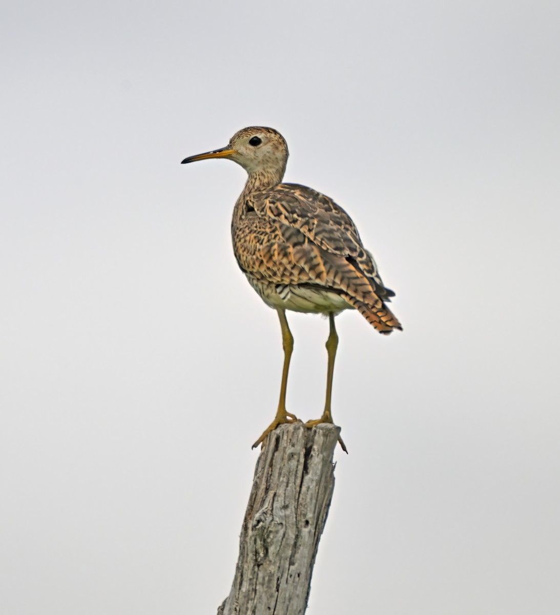 Upland Sandpiper - ML638978552