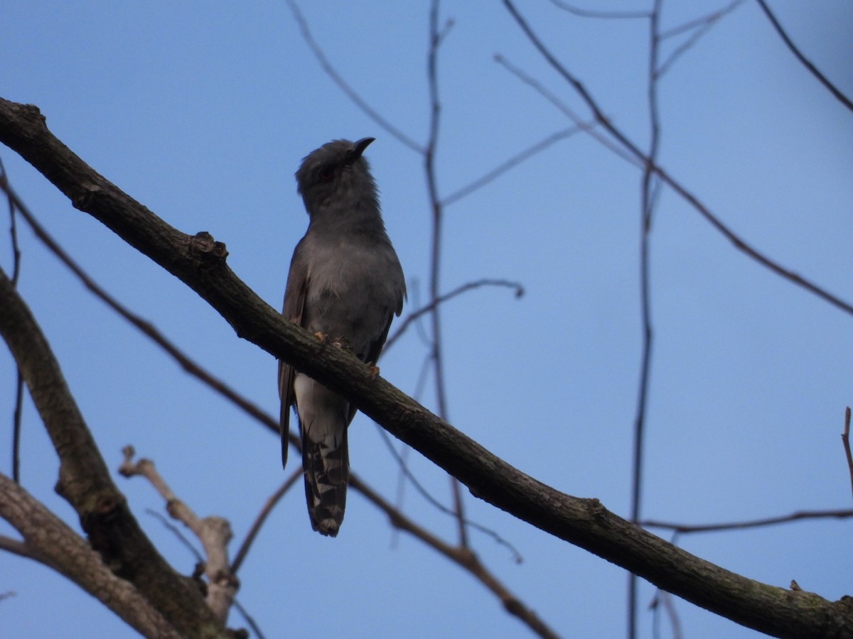 Gray-bellied Cuckoo - ML638978553