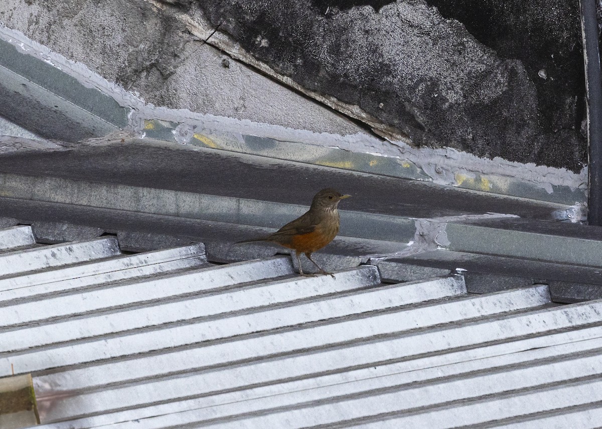 Rufous-bellied Thrush - ML638978572