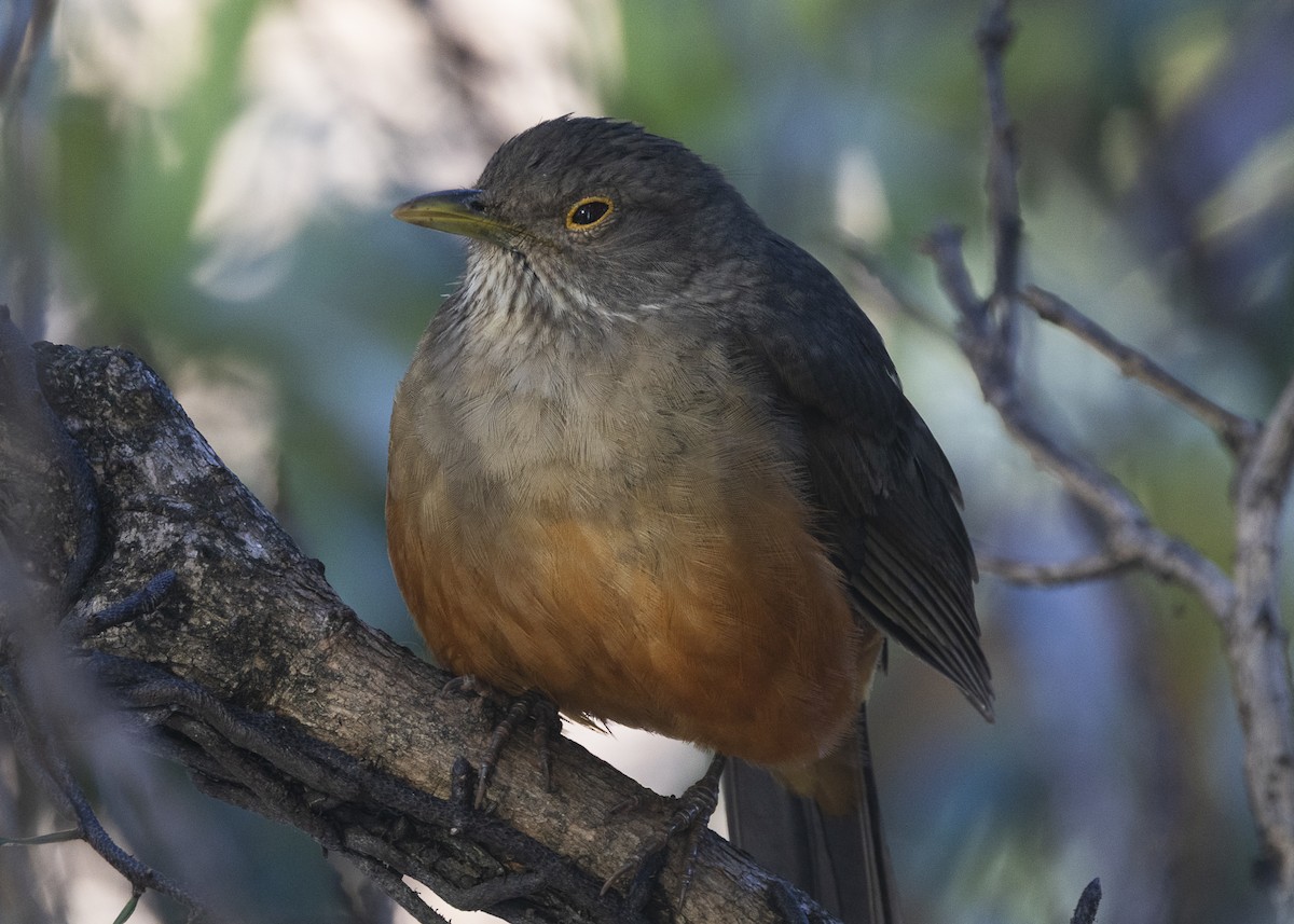 Rufous-bellied Thrush - ML638978574