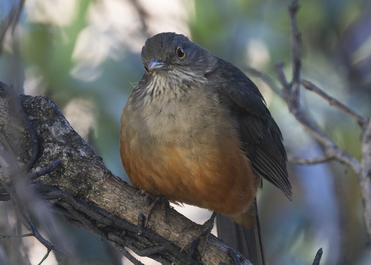 Rufous-bellied Thrush - ML638978575