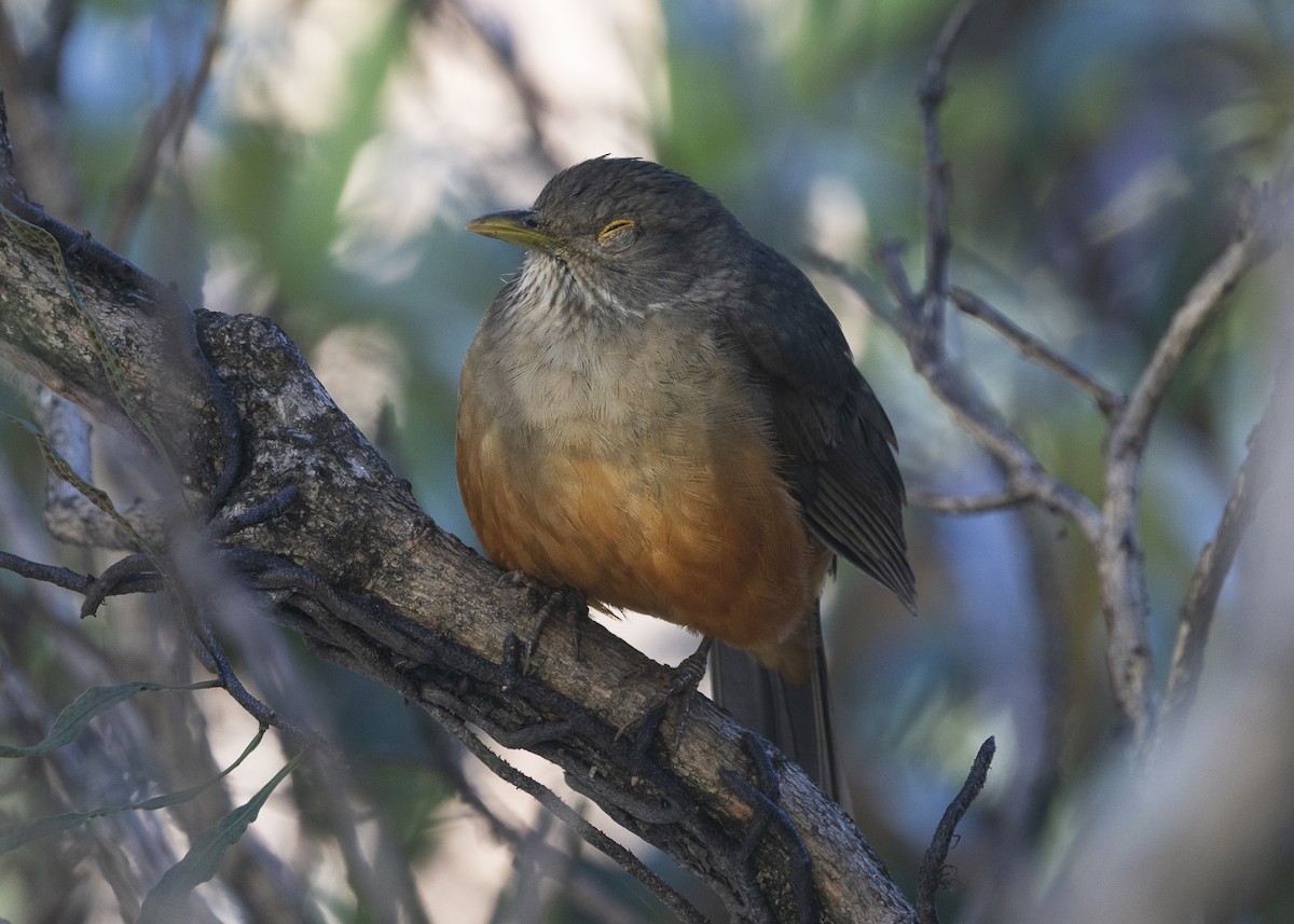 Rufous-bellied Thrush - ML638978576